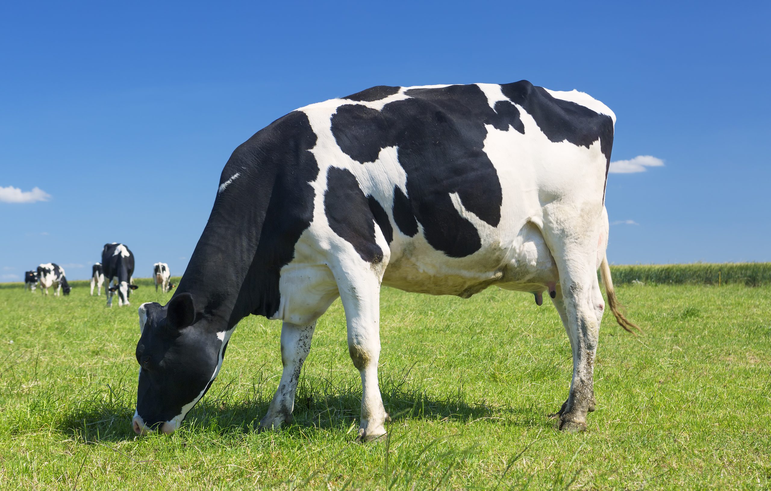 Dairy Cows
