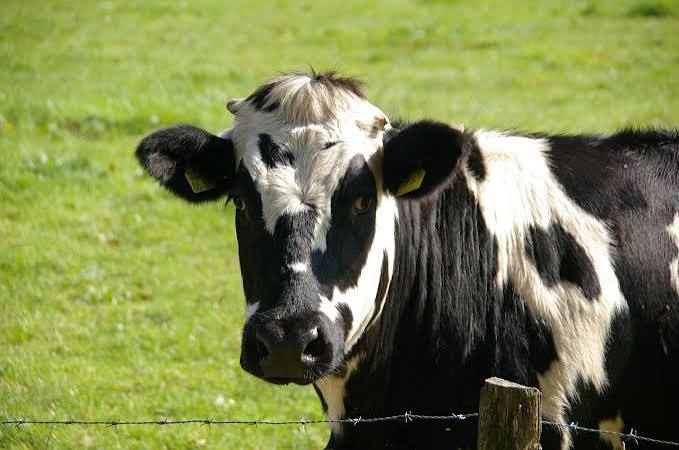 Delamere Farm logo
