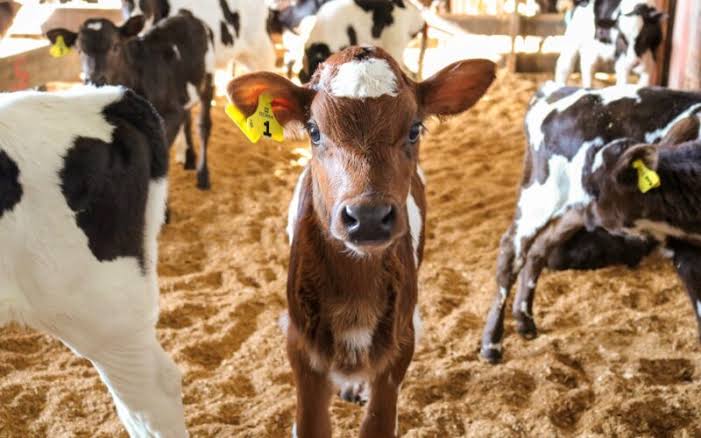 Delamere Farm